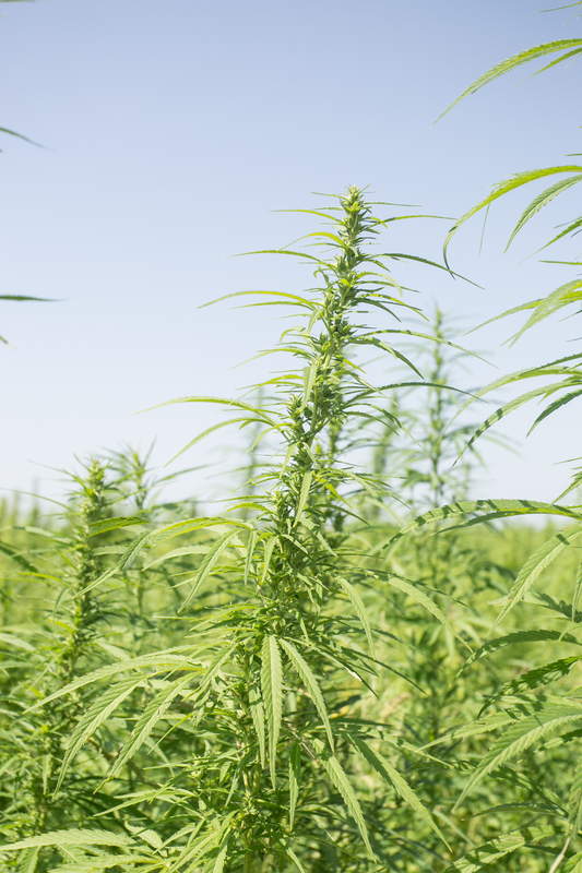 Restrictive New Hemp Legislation | Mr. Cannabis Law