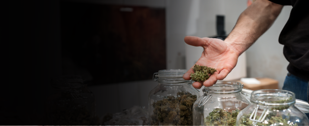 Services | Cannabis Licenses | Mr. Cannabis Law
